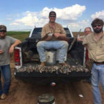 Dove Hunting Texas