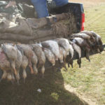 Duck hunting texas