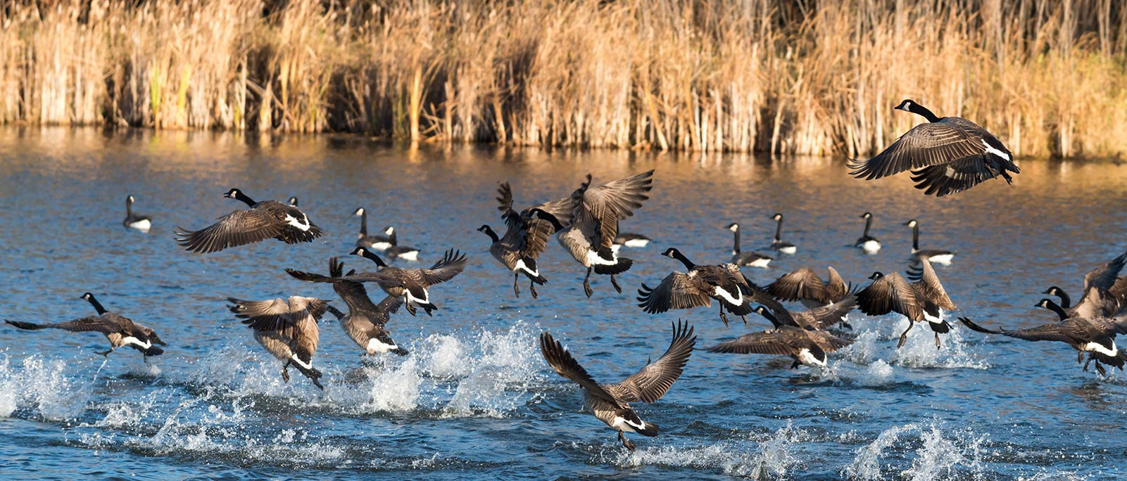 Best guided hunt in Lubbock TX Call 7138551015