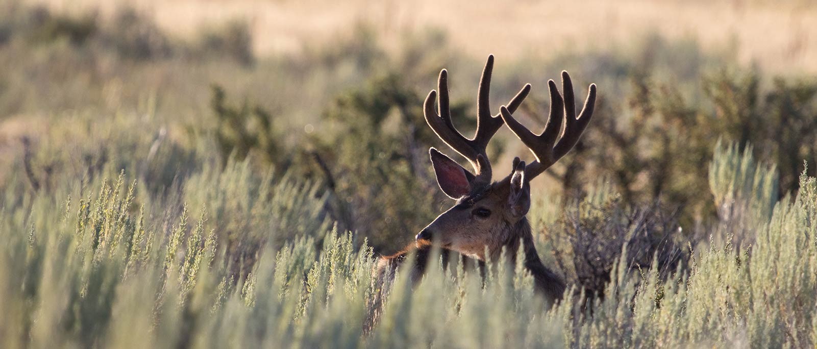 Best guided hunt in Lubbock TX Call 7138551015