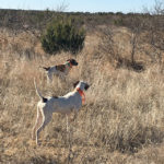 Bird Hunting Texas