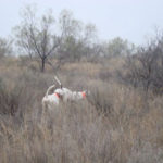 Bird Hunting Texas