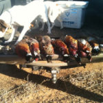 Bird Hunting Texas