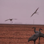 waterfowl hunting texas