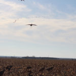 Dove Hunting Texas