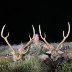 man with two deer