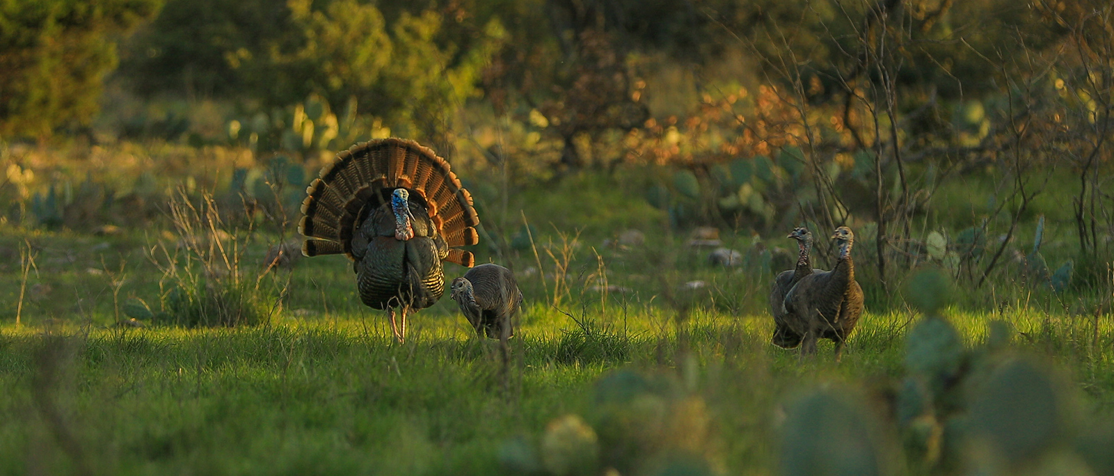 turkeys in field